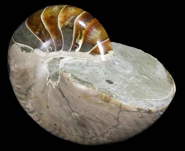 Large, Polished Nautilus Fossil - Madagascar #61342